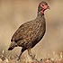 Phasianidae (partridges, francolins, spurfowls and quail)