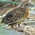 Turnicidae (buttonquails)