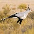 Sagittarius serpentarius (Secretarybird)