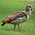 Anatidae (ducks, geese and swans)