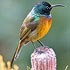 Nectariniidae (sunbirds)