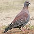 Columba (pigeons) 