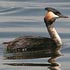 Podicipedidae (grebes)