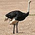Ostrich