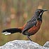Chaetopidae (rock-jumpers)
