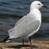 Laridae (skuas, jaegers, gulls, terns, skimmers, noddies)