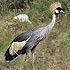 Gruidae (cranes)