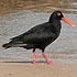 Family: Haematopodidae (oystercatchers)