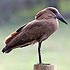 Scopus umbretta (Hamerkop) 
