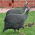 Numididae (guineafowl)