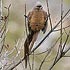 Coliidae (mousebirds)