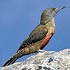 Picidae (woodpeckers)