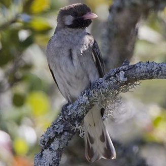 Indicator indicator (Greater honeyguide) 