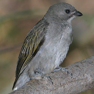 Indicator minor (Lesser honeyguide) 