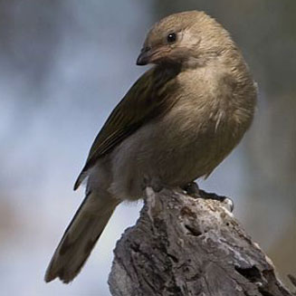 Indicator minor (Lesser honeyguide)