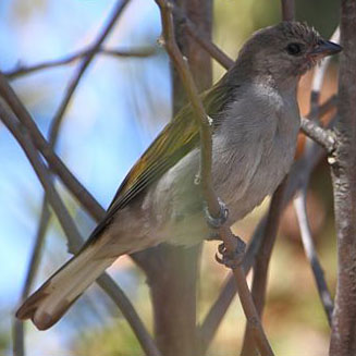 Indicator minor (Lesser honeyguide)