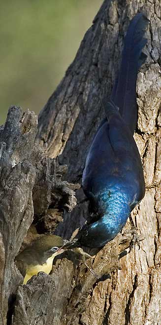 Indicator indicator (Greater honeyguide) 