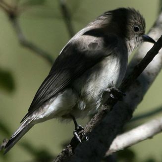 Prodotiscus regulus (Brown-backed honeybird, Sharp-billed honeyguide) 