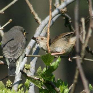 Prodotiscus regulus (Brown-backed honeybird, Sharp-billed honeyguide, Wahlberg's honeyguide) 