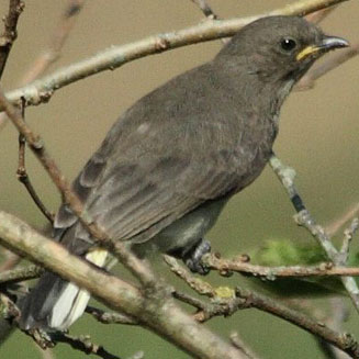 Prodotiscus regulus (Brown-backed honeybird, Sharp-billed honeyguide, Wahlberg's honeyguide) 