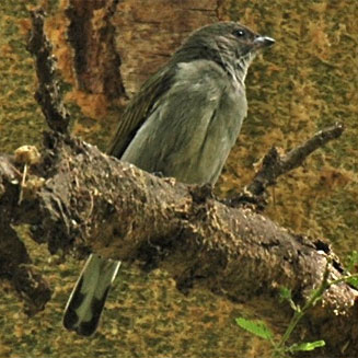 Indicator meliphilus (Pallid honeyguide, Eastern honeyguide)