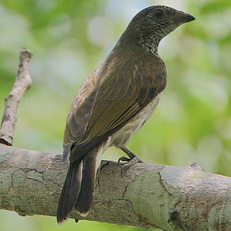 Indicator variegatus (Scaly-throated honeyguide)
