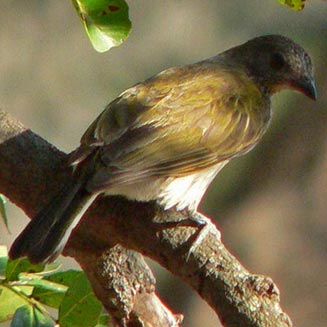 Indicator variegatus (Scaly-throated honeyguide)