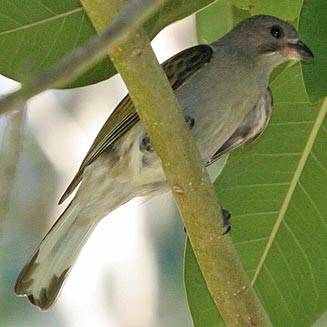 Indicator minor (Lesser honeyguide) 