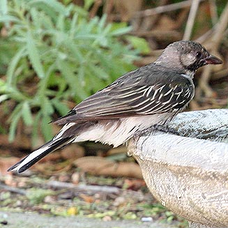 Indicator indicator (Greater honeyguide) 