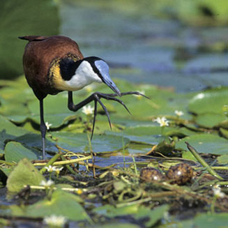 Actophilornis africanus (African jacana)