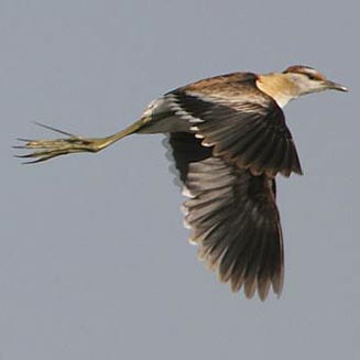 Microparra capensis (Lesser jacana)