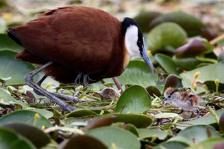 Actophilornis africanus (African jacana) 