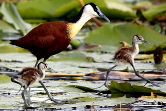 Actophilornis africanus (African jacana) 