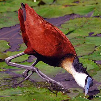 Actophilornis africanus (African jacana) 