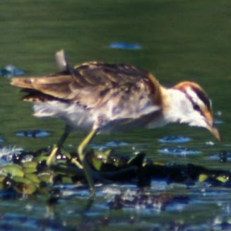 Microparra capensis (Lesser jacana)