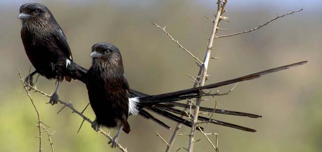 Corvinella melanoleuca (Magpie shrike, Long-tailed shrike) 