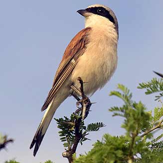 Lanius collurio (Red-backed shrike) 