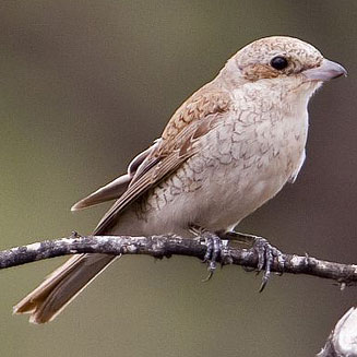 Lanius collurio (Red-backed shrike) 