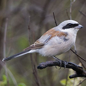 Lanius collurio (Red-backed shrike) 