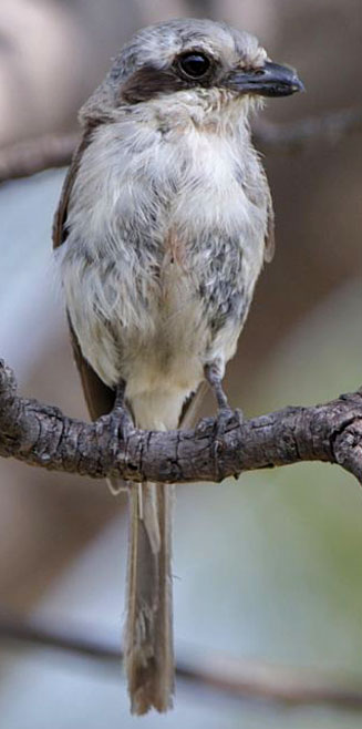 Lanius souzae (Souza's shrike, Sousa's shrike) 
