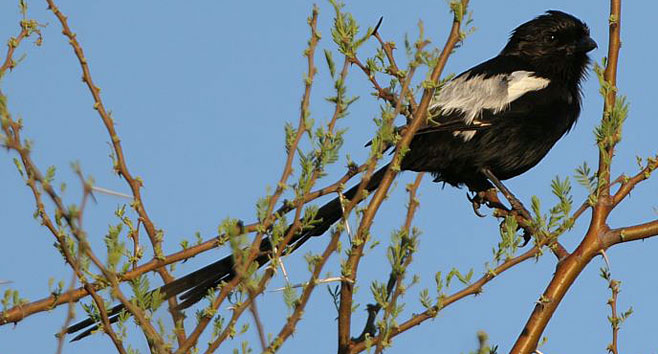 Corvinella melanoleuca (Magpie shrike, Long-tailed shrike) 