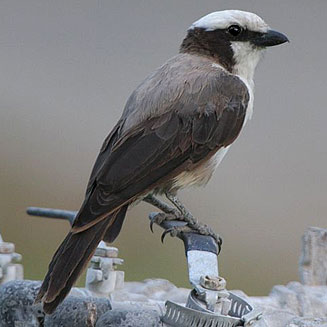 Eurocephalus anguitimens (Southern white-crowned shrike, White-crowned shrike)