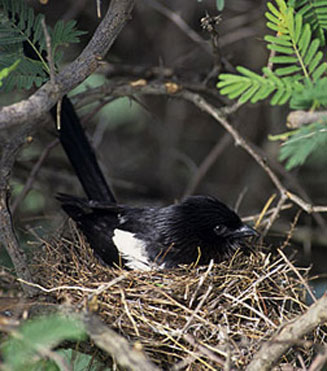 Corvinella melanoleuca (Magpie shrike, Long-tailed shrike)