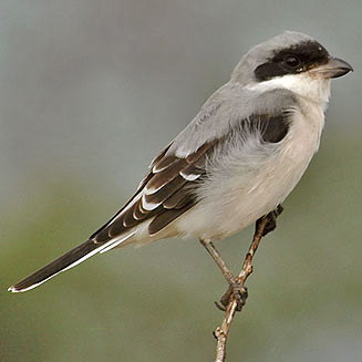 Lanius minor (Lesser grey shrike) 