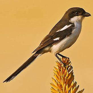 Lanius collaris (Common fiscal, Fiscal shrike) 