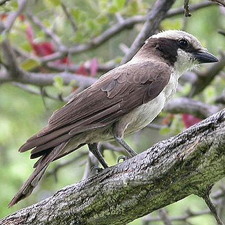 Eurocephalus anguitimens (Southern white-crowned shrike, White-crowned shrike)