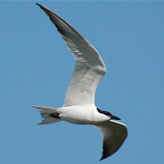 Sterna nilotica (Gull-billed tern)