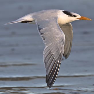 Sterna maxima (Royal tern) 