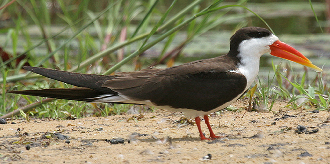 Rynchops flavirostris (African skimmer) 