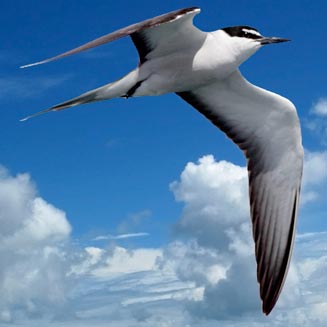 Sterna anaethetus (Bridled tern)